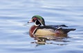 A Wood duck male Aix sponsa swimming on Ottawa river in Canada Royalty Free Stock Photo