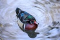 A wood duck male in blue water reflecting the sky