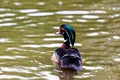 Wood Duck Male.