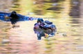 Wood Duck Male. Royalty Free Stock Photo