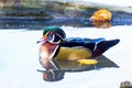 Wood Duck male.