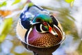 Wood Duck male. Royalty Free Stock Photo