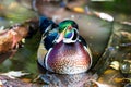 Wood Duck male. Royalty Free Stock Photo