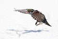 A Wood duck male landing over the winter snow in Ottawa, Canada Royalty Free Stock Photo