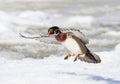 A Wood duck male landing over the winter snow in Ottawa, Canada Royalty Free Stock Photo