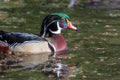 Wood Duck Male Swimming Closeup