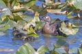 Wood Duck Mama Watching Her Babies Royalty Free Stock Photo