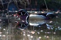 Wood Duck Mirror