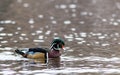 Wood Duck Aix sponsa male in beautiful reflective lake water on an afternoon in late fall Royalty Free Stock Photo