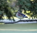 Wood duck, in Ottawa Park