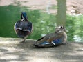 Wood Duck Pair Royalty Free Stock Photo