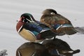 Wood Duck Pair - Aix sponsa