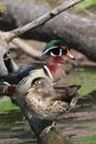 Wood Duck Pair Royalty Free Stock Photo