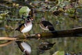 Wood Duck Pair Perched on Fallen Limb Royalty Free Stock Photo