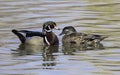 Wood Duck Pair Swimming in the Pond Royalty Free Stock Photo