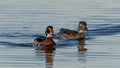 Wood Duck Pair Swimming in Pond in Illinois Royalty Free Stock Photo