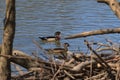 Wood Duck pair swimming at a wetland Royalty Free Stock Photo