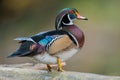 Wood Duck Royalty Free Stock Photo