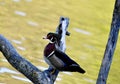 A Wood Duck Perched on a Fallen Limb