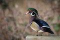 Wood Duck Royalty Free Stock Photo