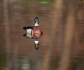 Wood duck on a pond Royalty Free Stock Photo