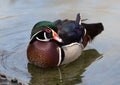 Wood Duck Royalty Free Stock Photo