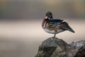 A Wood Duck Portrait Royalty Free Stock Photo