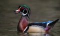 Wood Duck Portrait Royalty Free Stock Photo