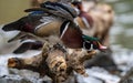 Wood Duck on a log Royalty Free Stock Photo