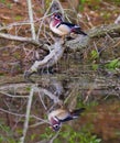 Wood duck reflected in pond Royalty Free Stock Photo