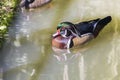 Wood duck Resting On Murky, Muddy Water