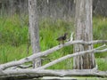 Wood Duck slowly walking up a log in swamp Royalty Free Stock Photo