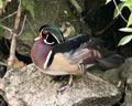 Wood duck Stock Photos. Picture. Image. Portrait. Duck on a moss rock with foliage and moss rock background. Multicolor