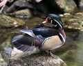 Wood duck Stock Photos. Picture. Image. Portrait. Duck on a moss rock with water and moss rock background. Multicolor feathers