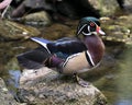 Wood duck Stock Photos. Picture. Image. Portrait. Duck on a moss rock with water and moss rock background. Multicolor feathers