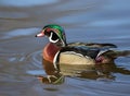 Wood Duck drake close up with shimmering green head feathers