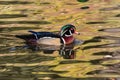 Wood Duck in the Fall Season in Golden Lake Royalty Free Stock Photo