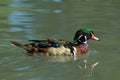 Wood Duck swimming in a pond Royalty Free Stock Photo