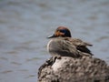 Sleeping wood duck