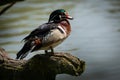 Wood duck on the tree Royalty Free Stock Photo