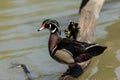 Wood duck on the tree Royalty Free Stock Photo