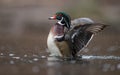 Wood Duck in the Water Royalty Free Stock Photo