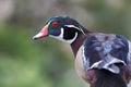 Wood duck head Royalty Free Stock Photo