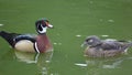 Wood ducks Royalty Free Stock Photo