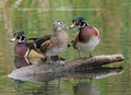 Wood Ducks - Aix sponsa