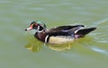 Male Wood Duck