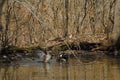 Wood ducks female spreading wings