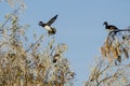 Wood Ducks Flying Past a Perched Friend High in the Autumn Tree Tops Royalty Free Stock Photo