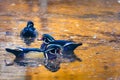 Wood Ducks on a Golden Autumn Pond Royalty Free Stock Photo