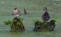 Wood Ducks in a Marsh